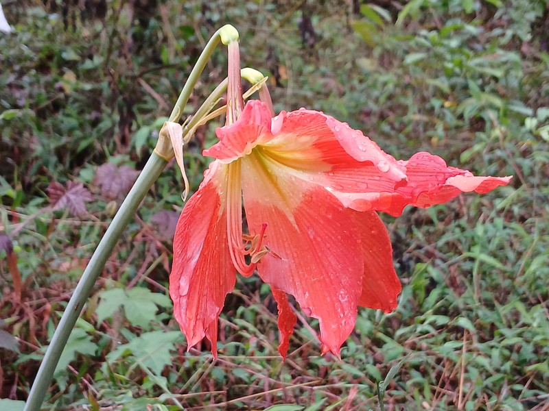 Barbados Lily photo 3