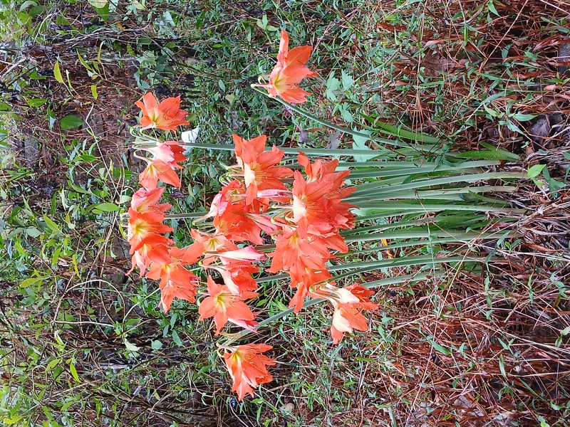 Barbados Lily photo 4
