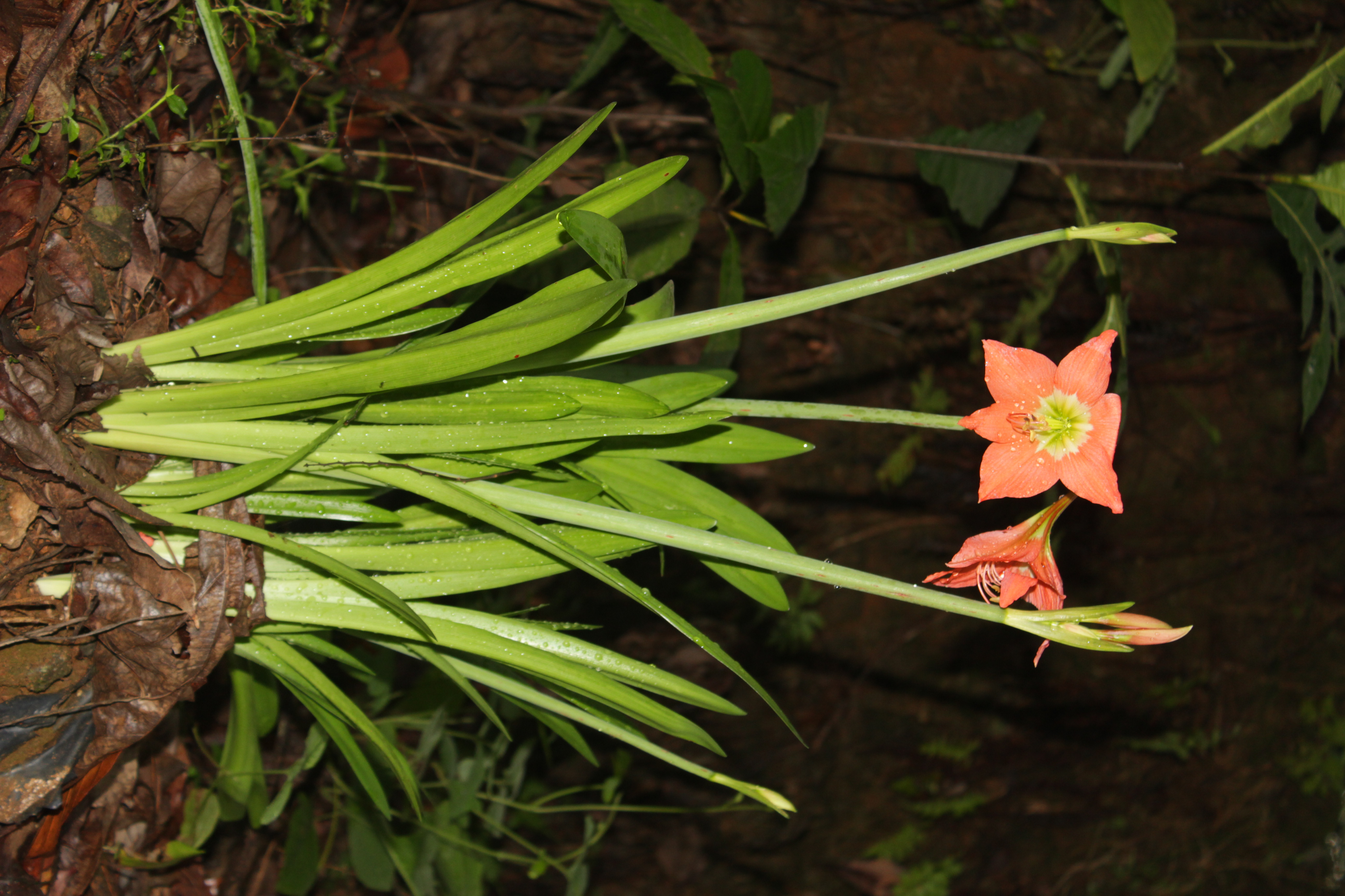 Barbados Lily