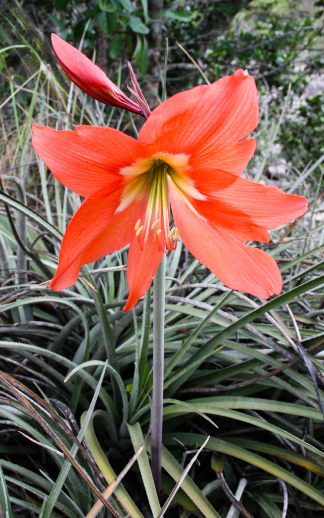 Barbados Lily photo 5