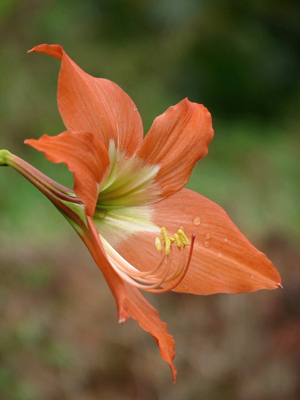 Barbados Lily photo 6
