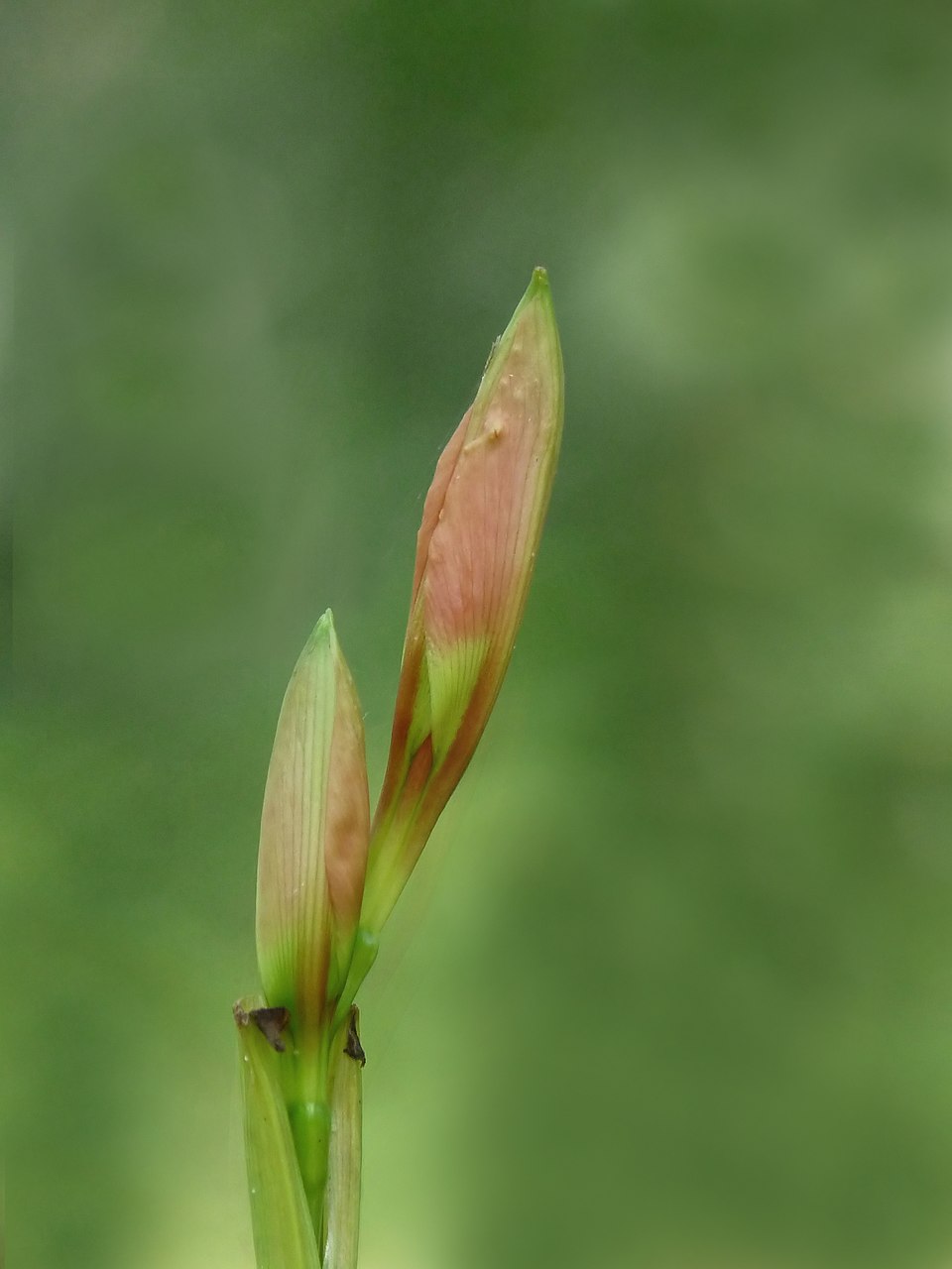 Barbados Lily photo 7