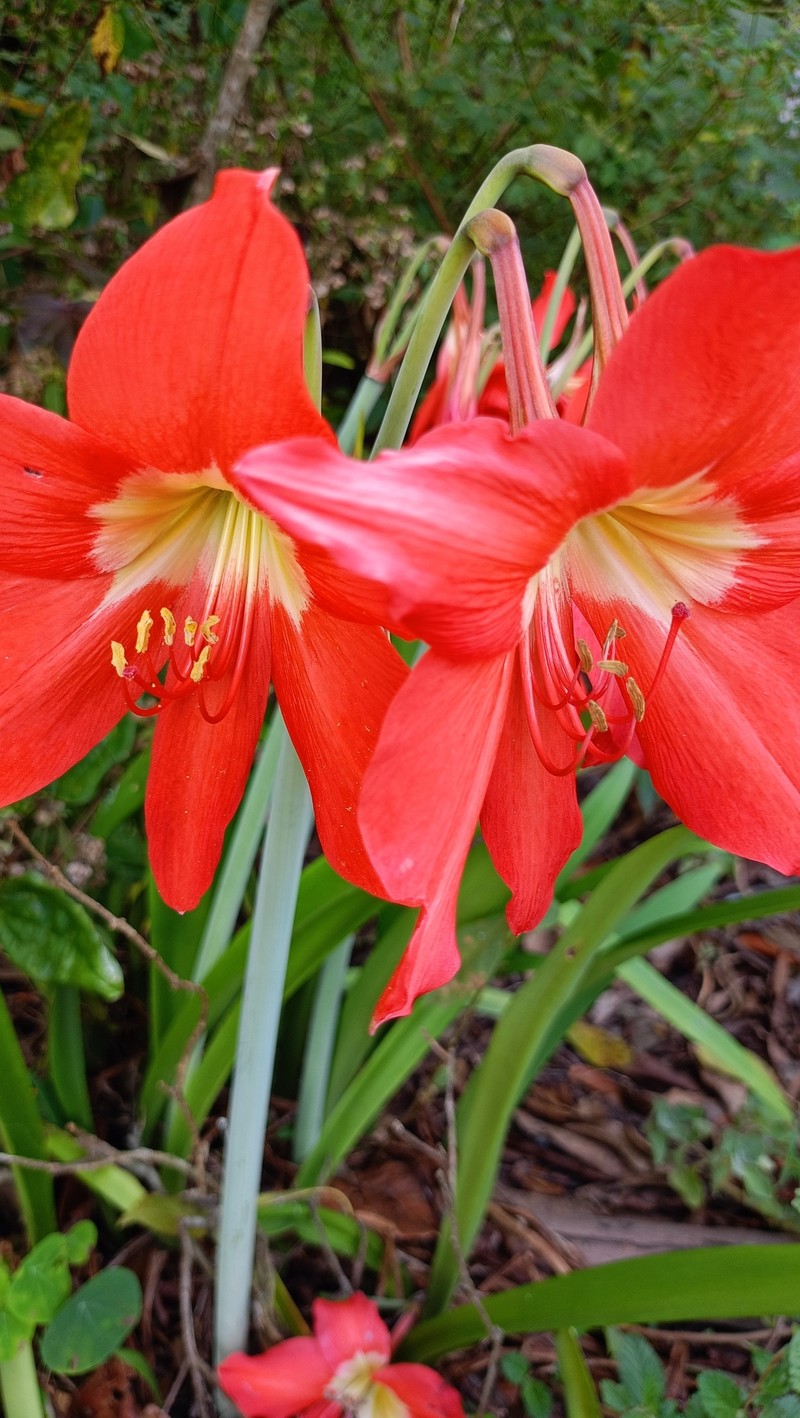Hippeastrum puniceum subsp. puniceum