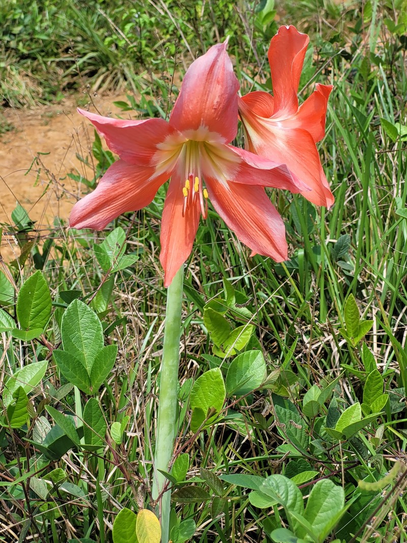 Hippeastrum puniceum subsp. puniceum photo 2