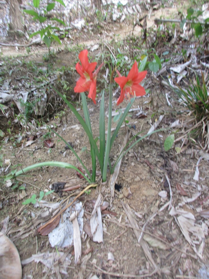 Hippeastrum puniceum subsp. puniceum photo 3
