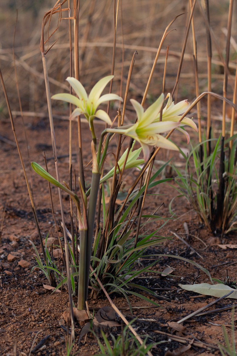 Hippeastrum stapfianum