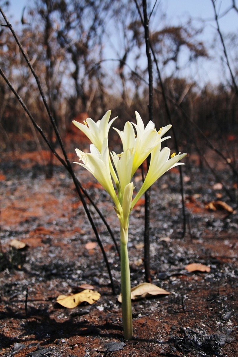 Hippeastrum stapfianum photo 3