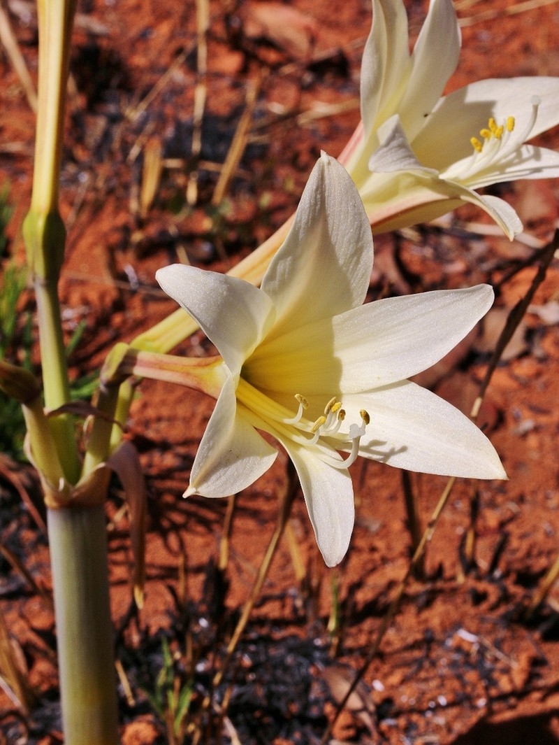 Hippeastrum stapfianum photo 4