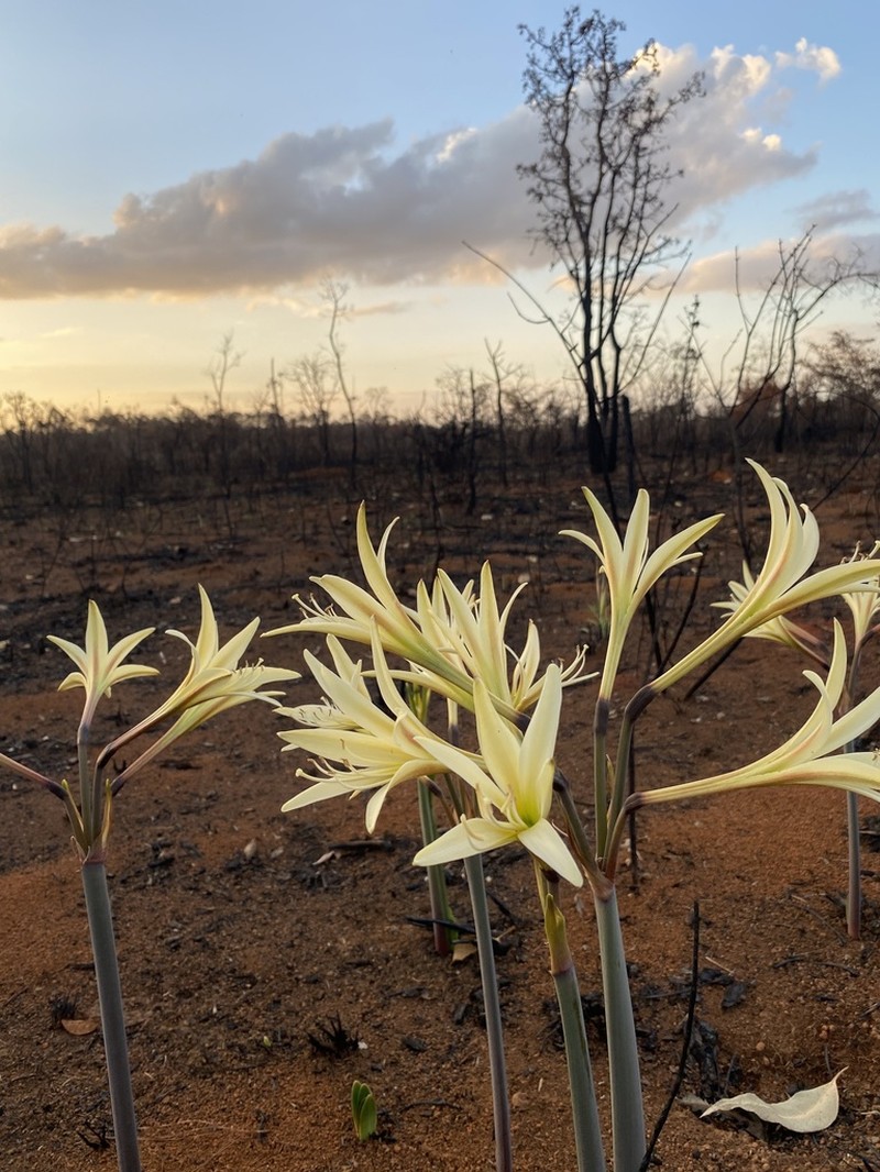 Hippeastrum stapfianum photo 5