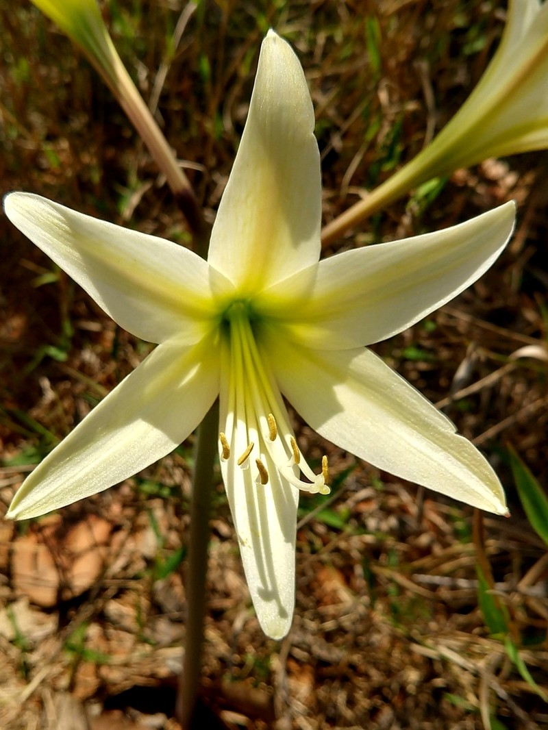 Hippeastrum stapfianum photo 7