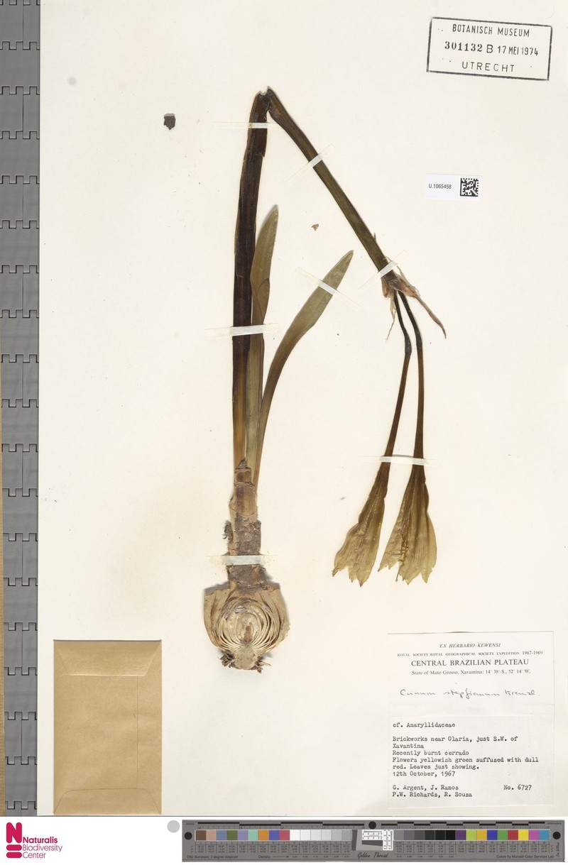 Hippeastrum stapfianum photo 8