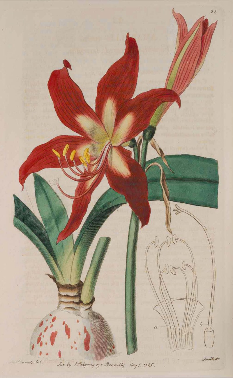 Striped Barbados Lily photo 3