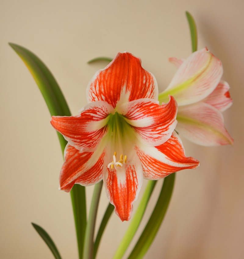 Striped Barbados Lily photo 4