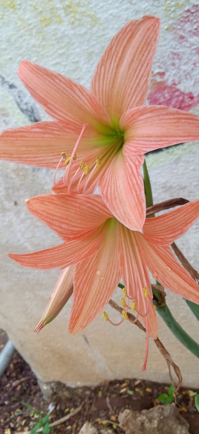 Striped Barbados Lily photo 5