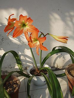 Striped Barbados Lily