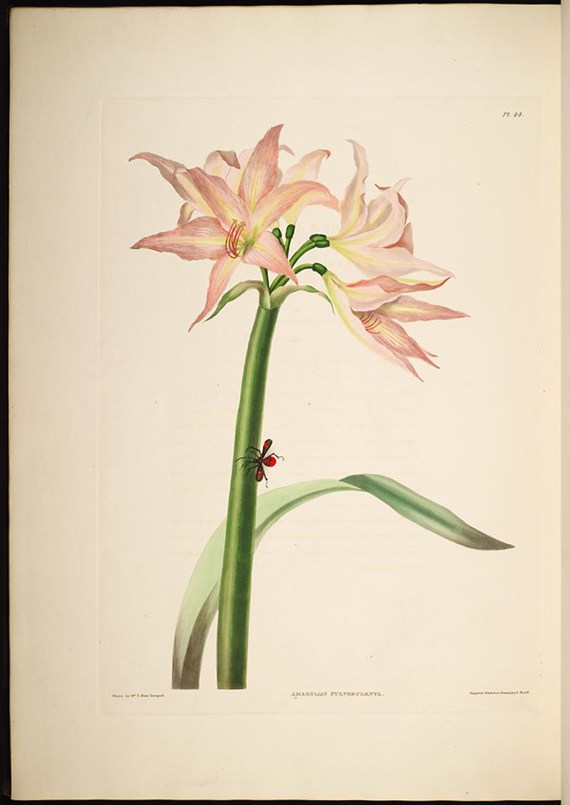 Striped Barbados Lily photo 6