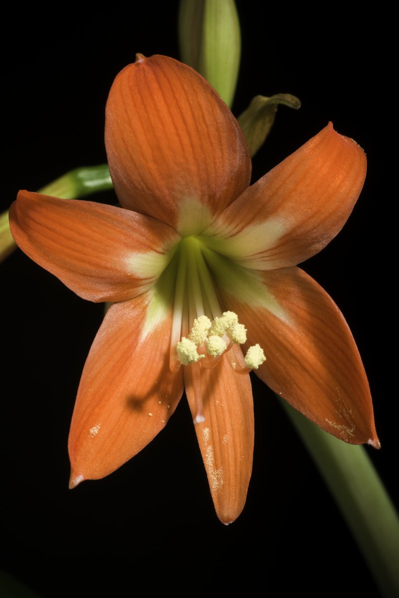 Striped Barbados Lily photo 8