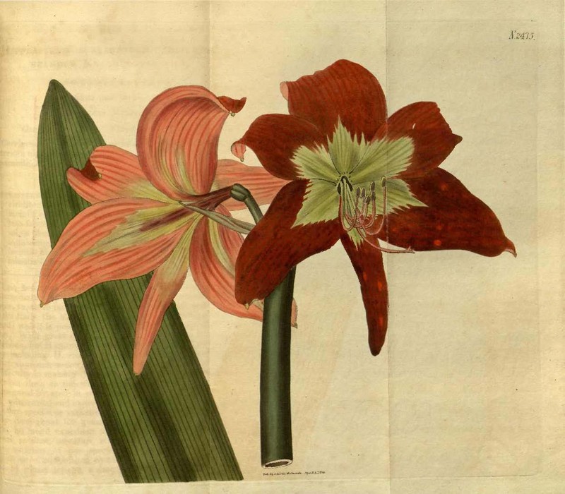 Striped Barbados Lily photo 2
