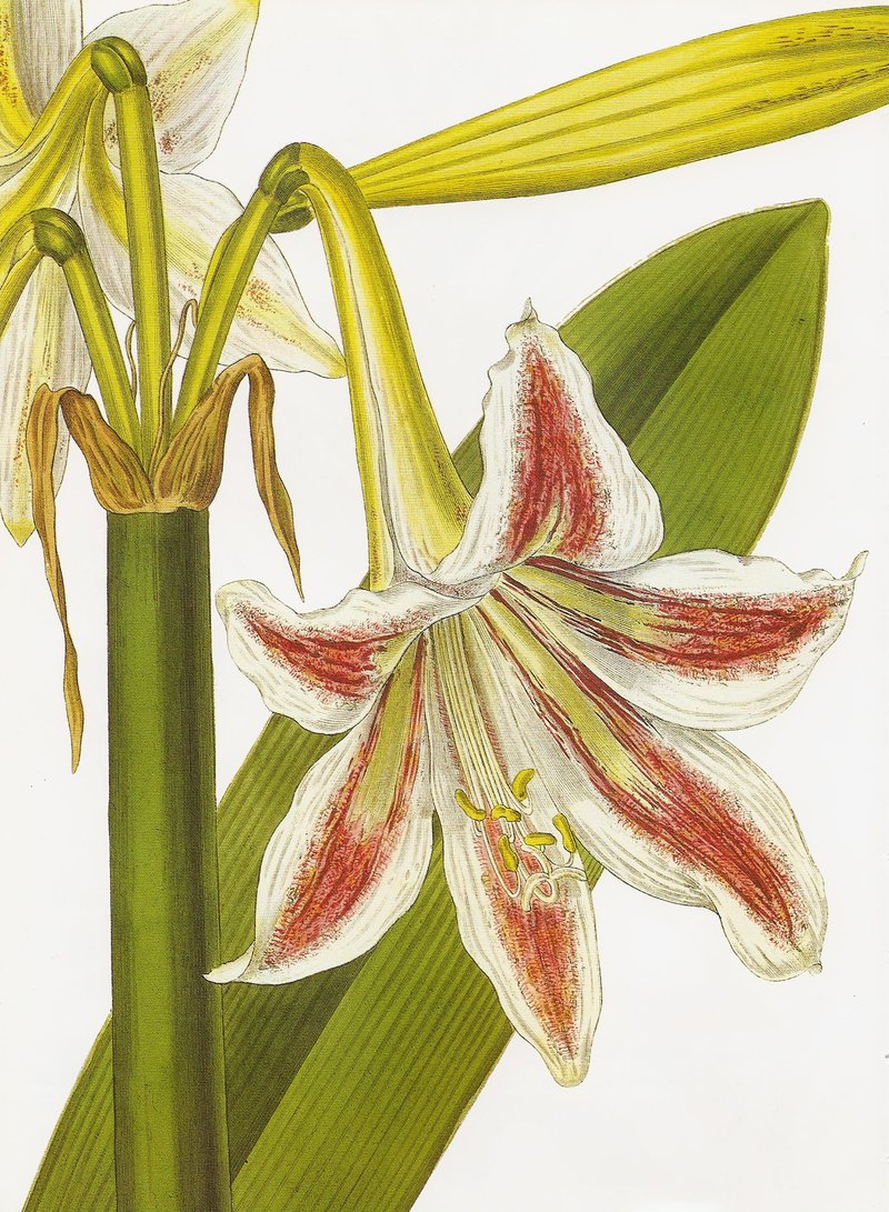 Hippeastrum vittatum