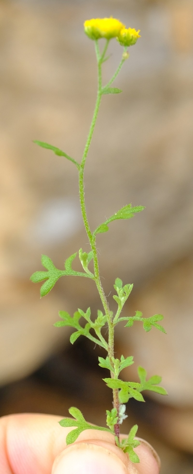 Hippia bolusae photo 4