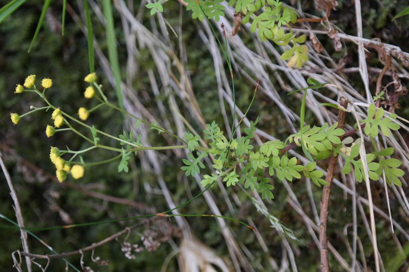 Hippia bolusae photo 7