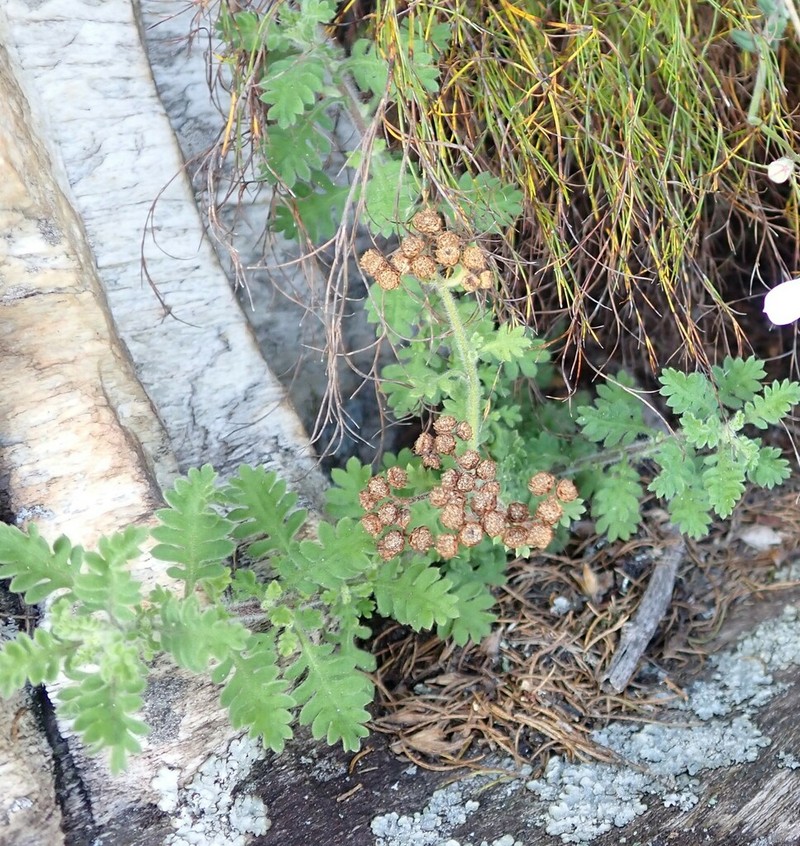 Hippia frutescens