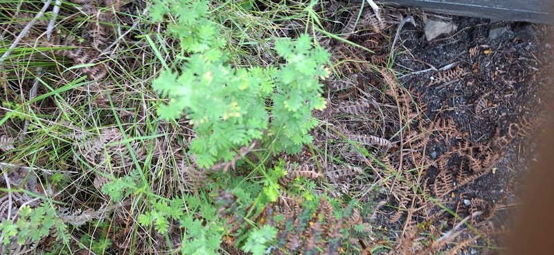 Hippia frutescens photo 2
