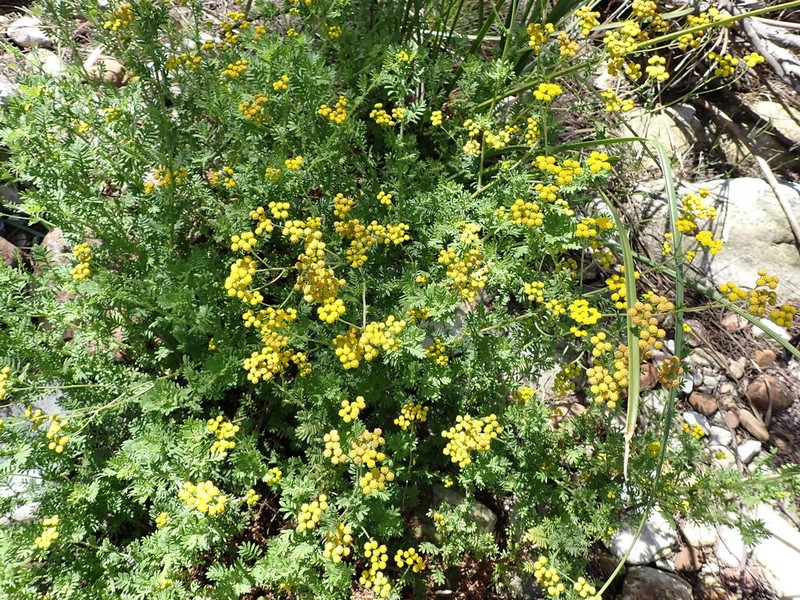 Hippia frutescens photo 3