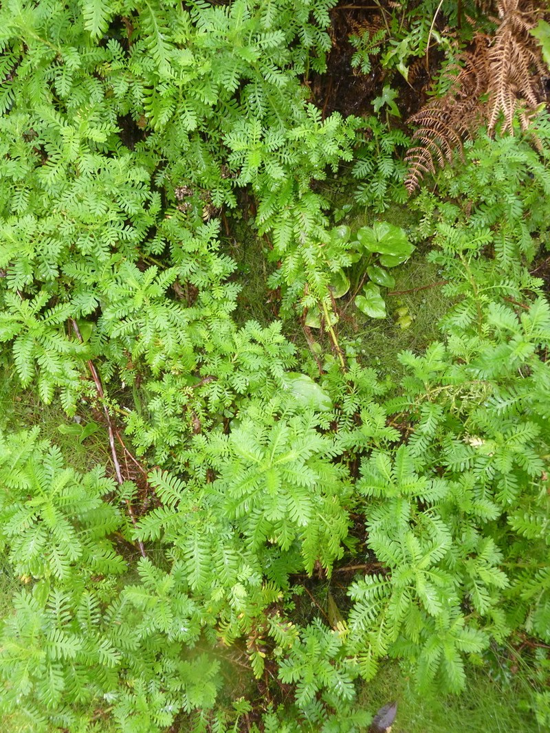 Hippia frutescens photo 4