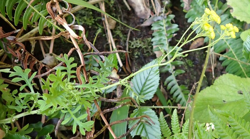Hippia frutescens photo 5