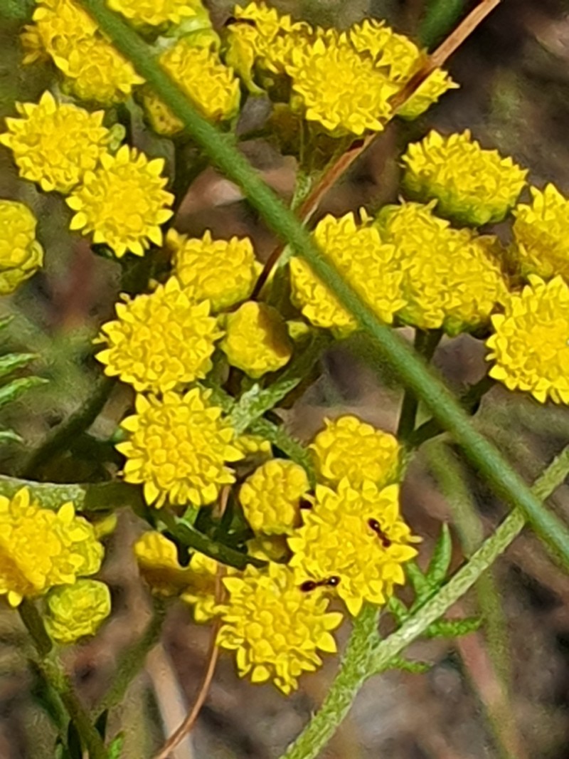 Hippia frutescens photo 6