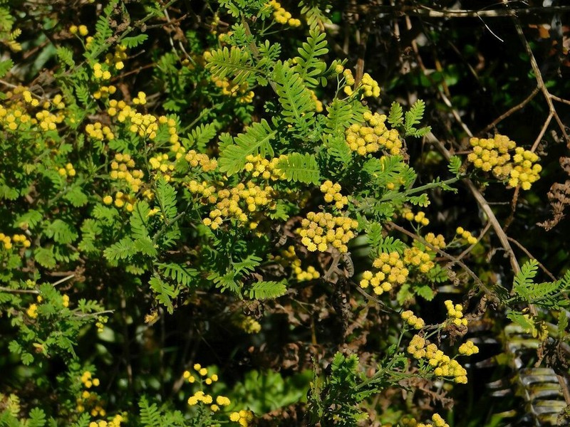 Hippia frutescens photo 7