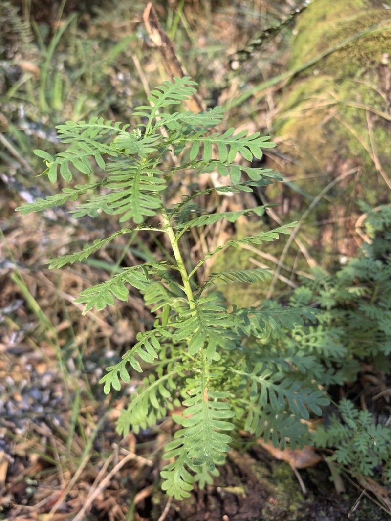 Hippia frutescens photo 8