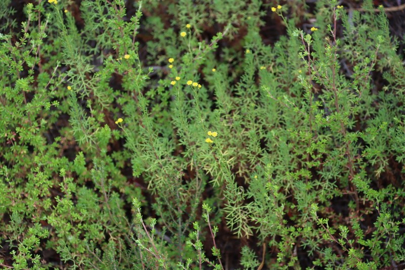 Hippia hutchinsonii