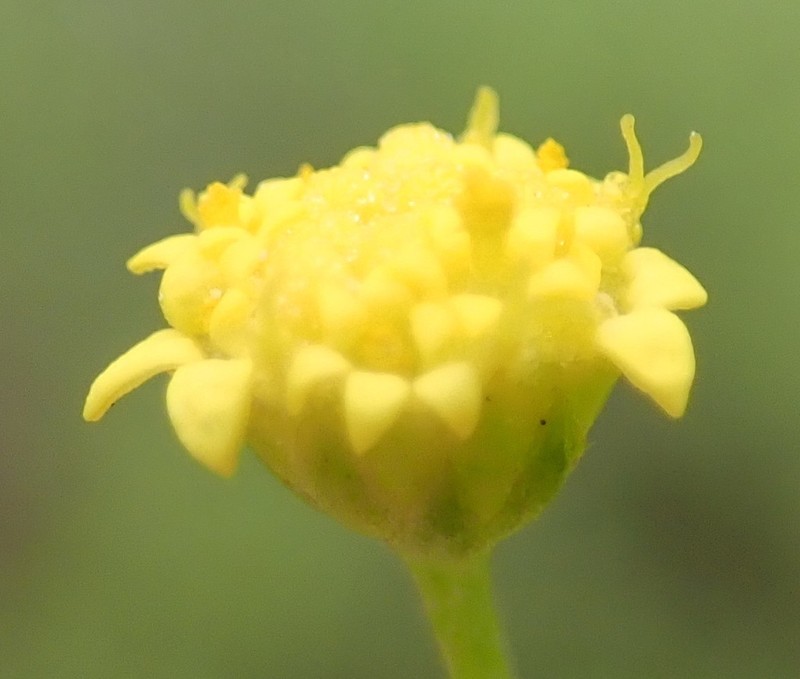 Hippia hutchinsonii photo 2