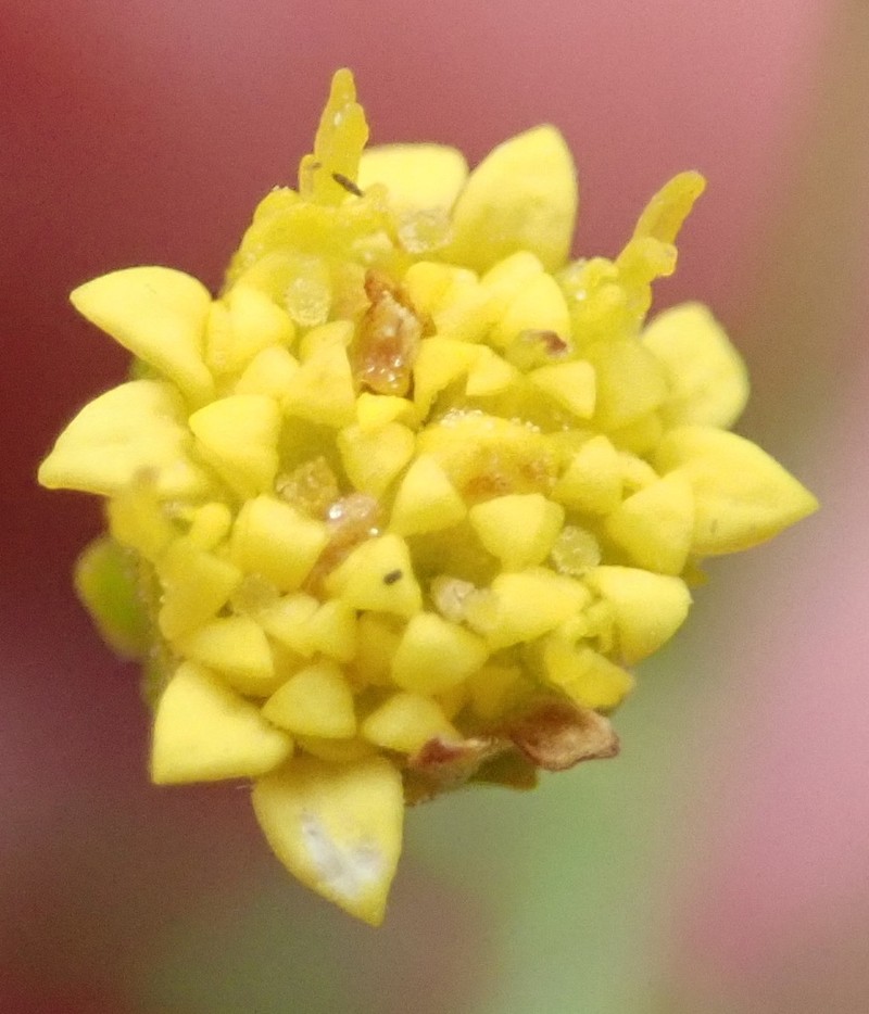 Hippia hutchinsonii photo 3