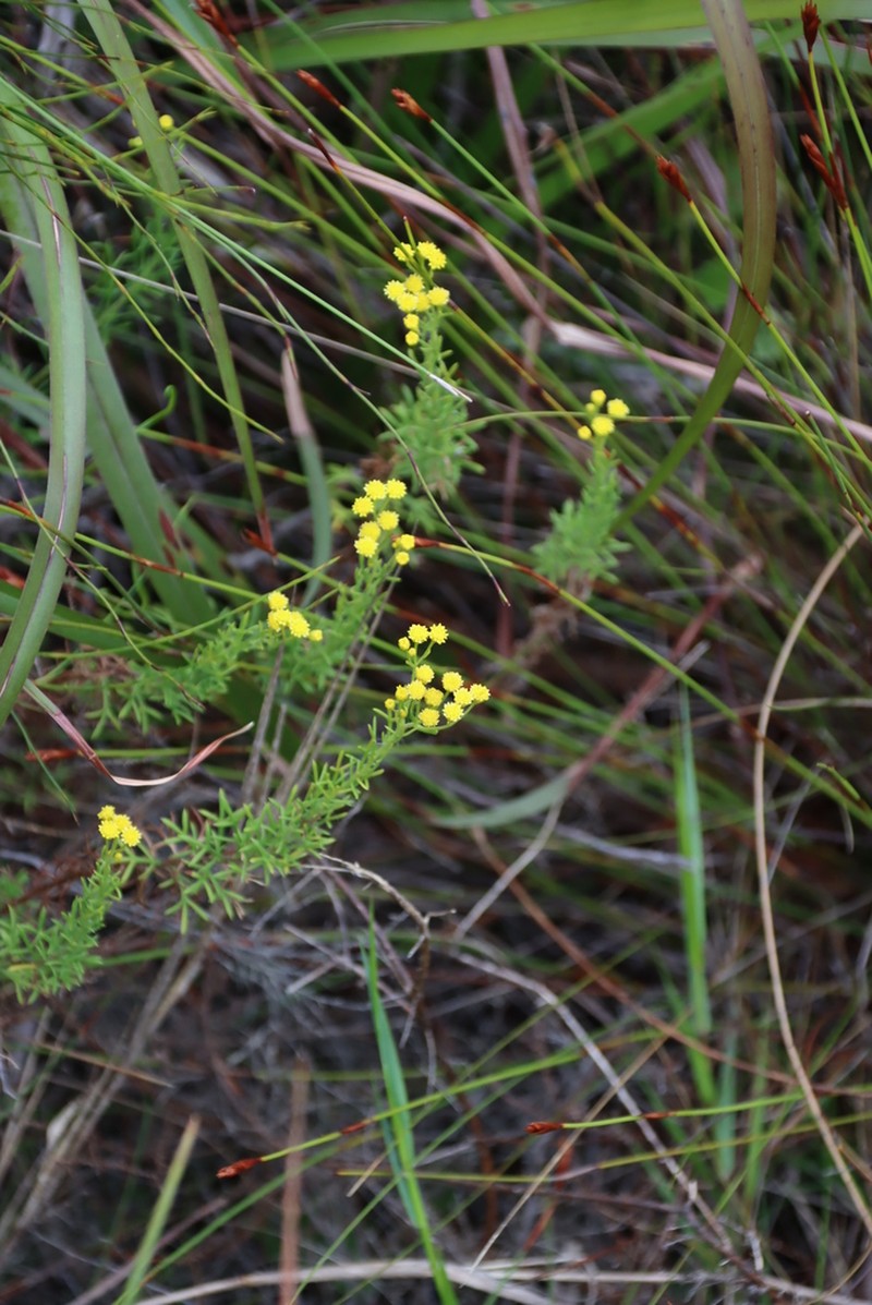 Hippia hutchinsonii photo 4