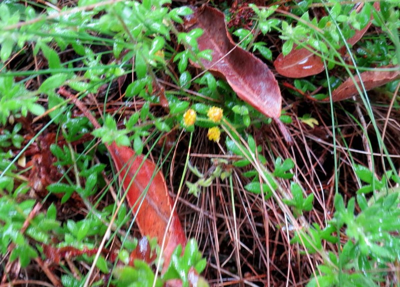 Hippia hutchinsonii photo 5