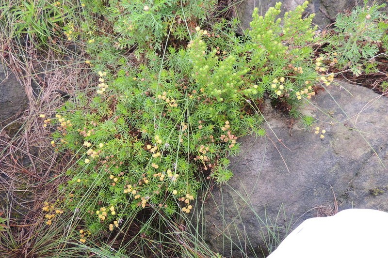 Hippia hutchinsonii photo 6