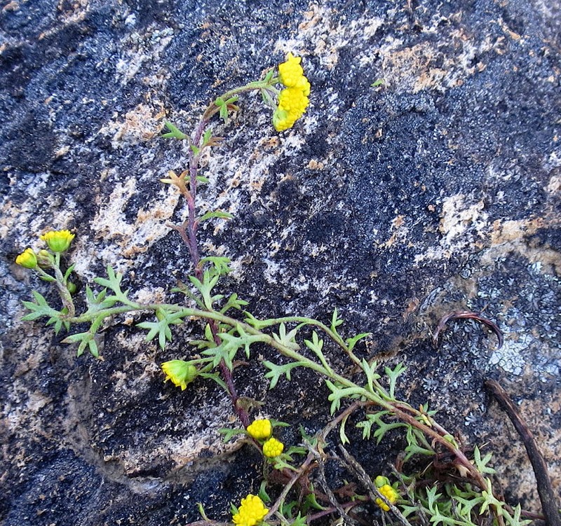 Hippia hutchinsonii photo 7
