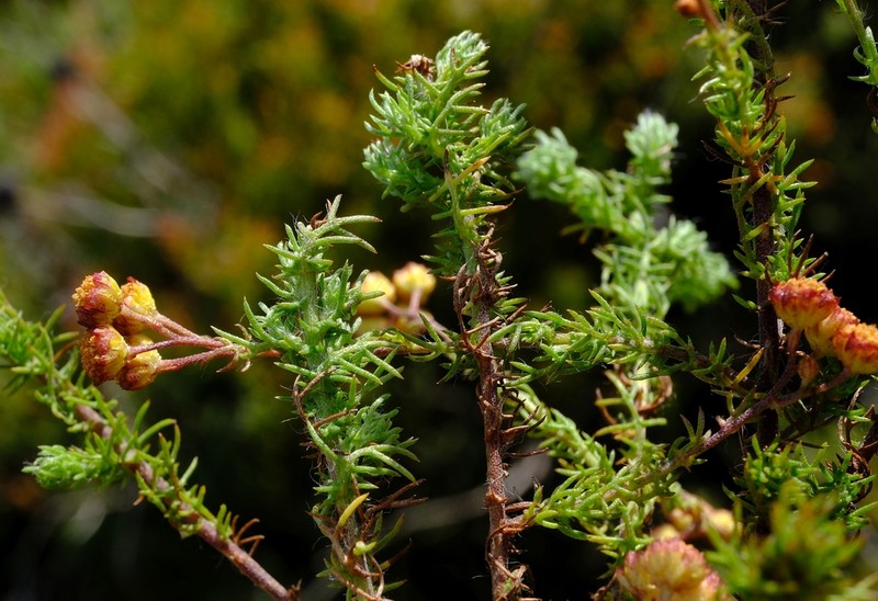 Hippia hutchinsonii photo 8