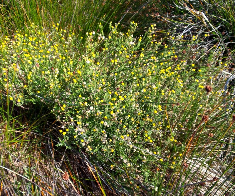 Hippia pilosa