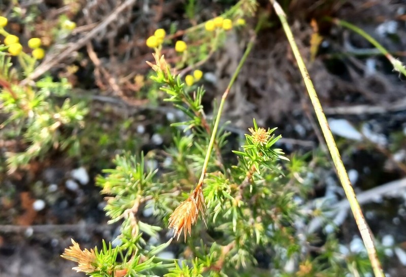 Hippia pilosa photo 2