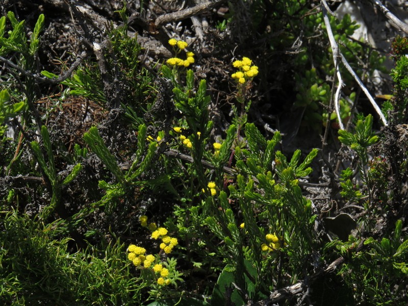 Hippia pilosa photo 3
