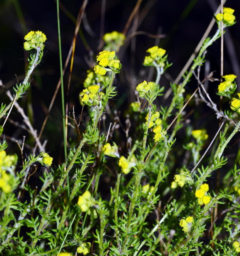 Hippia pilosa photo 4