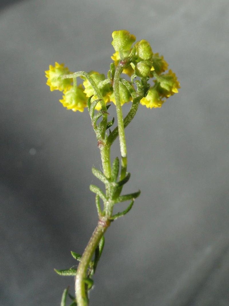 Hippia pilosa photo 5