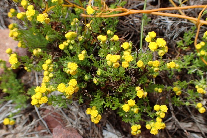 Hippia pilosa photo 6