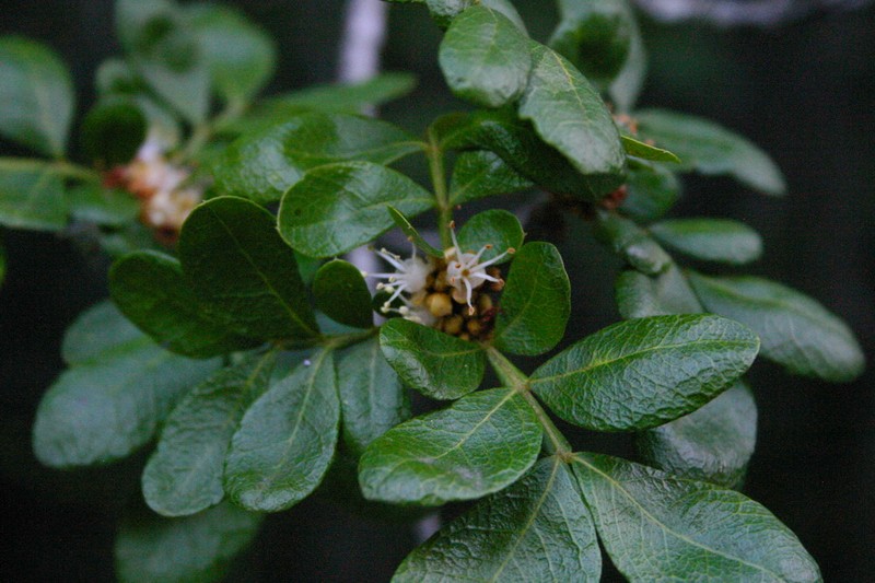 Hippobromus pauciflorus