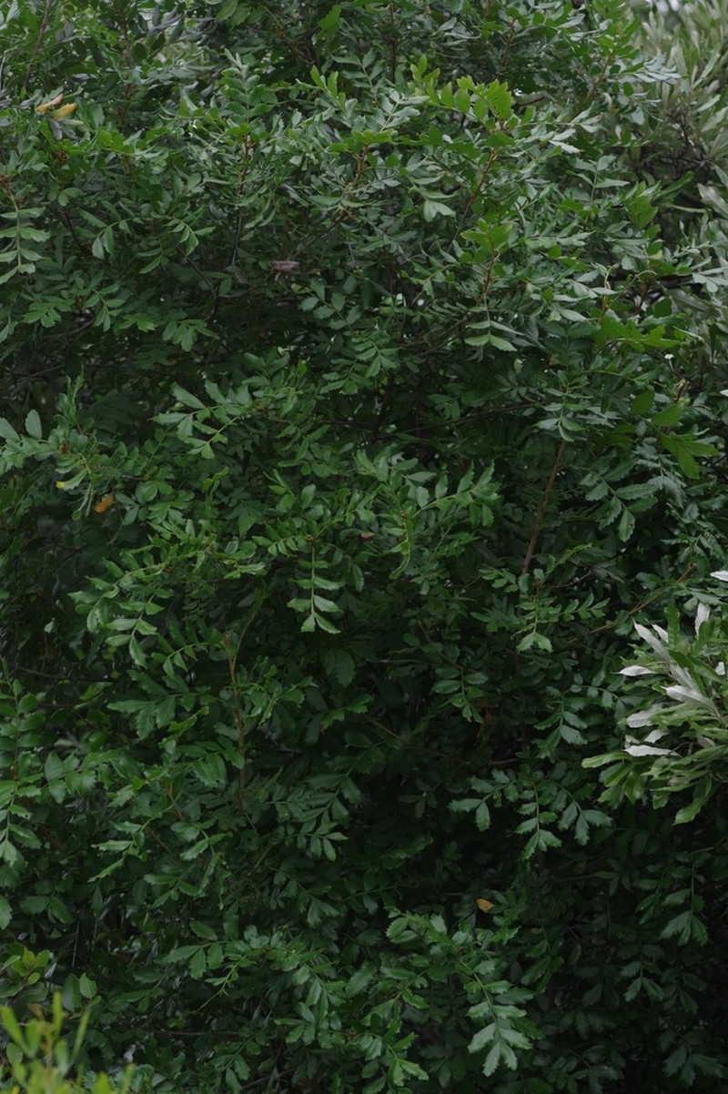 Hippobromus pauciflorus photo 2