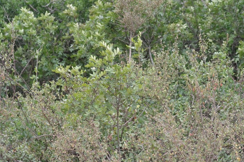 Hippobromus pauciflorus photo 3